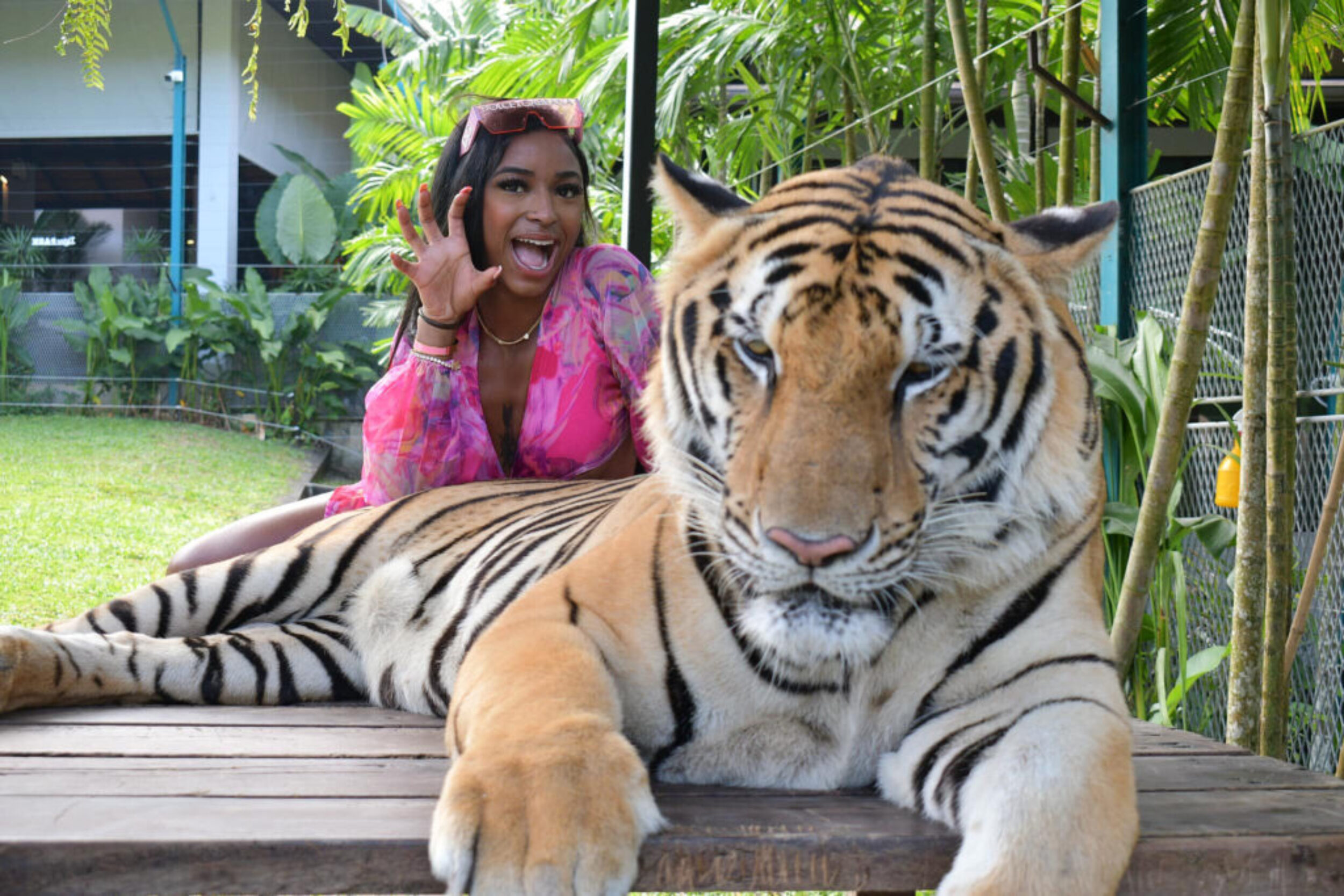 Thailand tiger