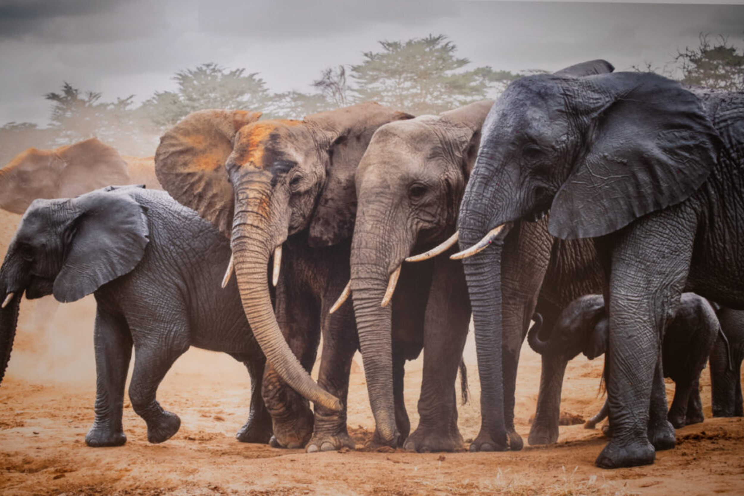 LSF-SouthAfrica-Zimbabwe14 LSF-SouthAfrica-Zimbabwe14