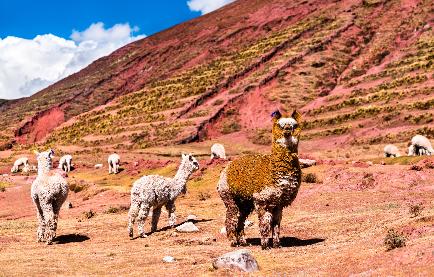 Peru 2028 - 23 Peru 2028 - 23