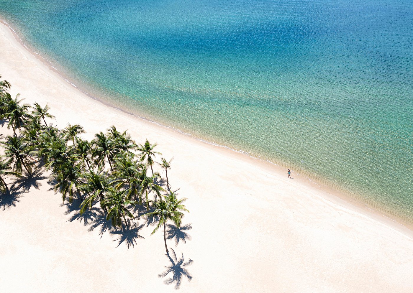 palm-tree-groves-shade palm-tree-groves-shade